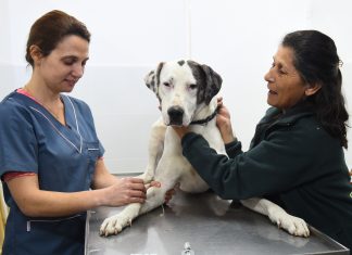 Escobar: Lanzan campaña gratuita de vacunación antirrábica en todas las UGC