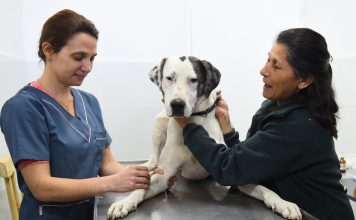 Escobar: Lanzan campaña gratuita de vacunación antirrábica en todas las UGC