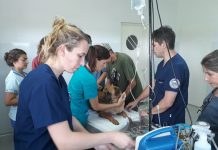 Docentes de la Facultad de Ciencias Veterinarias de la UBA dictaron una capacitación en el Hospital Municipal de Zoonosis