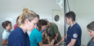 Docentes de la Facultad de Ciencias Veterinarias de la UBA dictaron una capacitación en el Hospital Municipal de Zoonosis