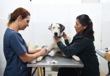 La Dirección de Zoonosis de Escobar ya entregó más de 100 mascotas en adopción