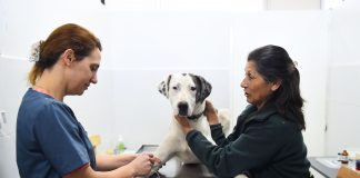 La Dirección de Zoonosis de Escobar ya entregó más de 100 mascotas en adopción