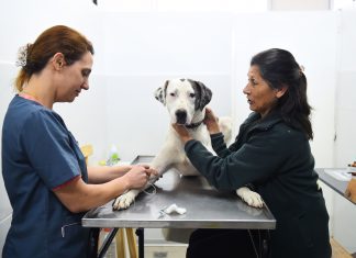 La Dirección de Zoonosis de Escobar ya entregó más de 100 mascotas en adopción