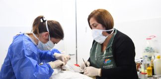 El Hospital Municipal de Zoonosis participó de una investigación realizada por la Universidad española CEU Cardenal Herrera