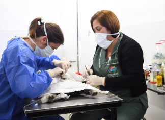 El Hospital Municipal de Zoonosis participó de una investigación realizada por la Universidad española CEU Cardenal Herrera