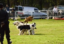 Este domingo se hará un festival para celebrar el Día del Animal en Escobar