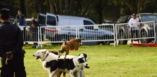 Este domingo se hará un festival para celebrar el Día del Animal en Escobar