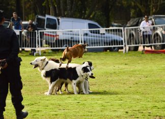 Este domingo se hará un festival para celebrar el Día del Animal en Escobar