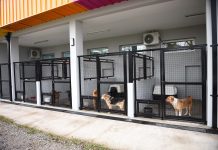 Las mascotas que están en adopción ya tienen su portal