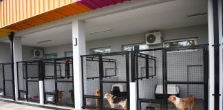 Las mascotas que están en adopción ya tienen su portal