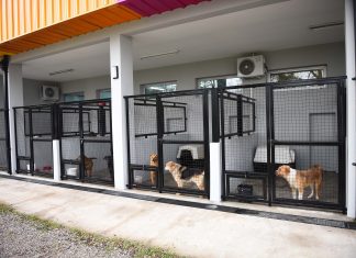 Las mascotas que están en adopción ya tienen su portal