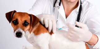 Continúa la Campaña gratuita de Vacunación antirrábica para perros y gatos