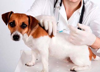 Continúa la Campaña gratuita de Vacunación antirrábica para perros y gatos