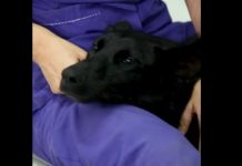 La emotiva historia de “Tripi”, el rescate que conmueve a Escobar