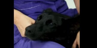 La emotiva historia de “Tripi”, el rescate que conmueve a Escobar