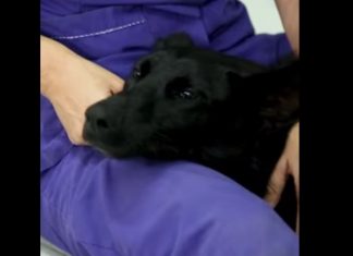 La emotiva historia de “Tripi”, el rescate que conmueve a Escobar