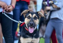 Festejos y desfile de mascotas en el Barrio El Cazador