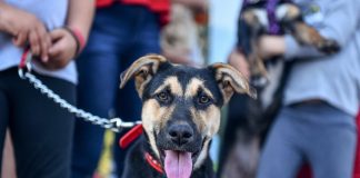 Festejos y desfile de mascotas en el Barrio El Cazador