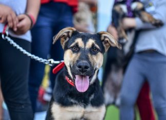 Festejos y desfile de mascotas en el Barrio El Cazador