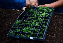 La Municipalidad de Escobar lanza un concurso para emprendedores que elaboren productos orgánicos