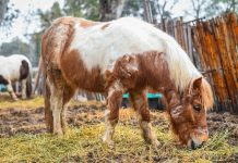 La Municipalidad de Escobar organiza el primer Foro Contra el Maltrato Animal