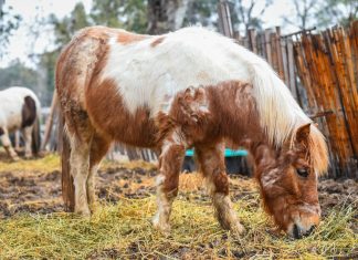 La Municipalidad de Escobar organiza el primer Foro Contra el Maltrato Animal