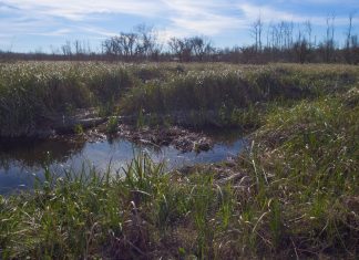 Jornada de concientización en el Día Mundial de los Humedales