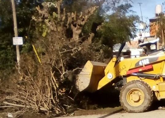 Nuevo cronograma de recolección de ramas