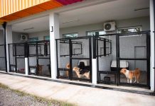 El gobierno municipal continúa con la campaña “Adoptá tu mascota”