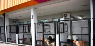 El gobierno municipal continúa con la campaña “Adoptá tu mascota”