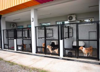 El gobierno municipal continúa con la campaña “Adoptá tu mascota”