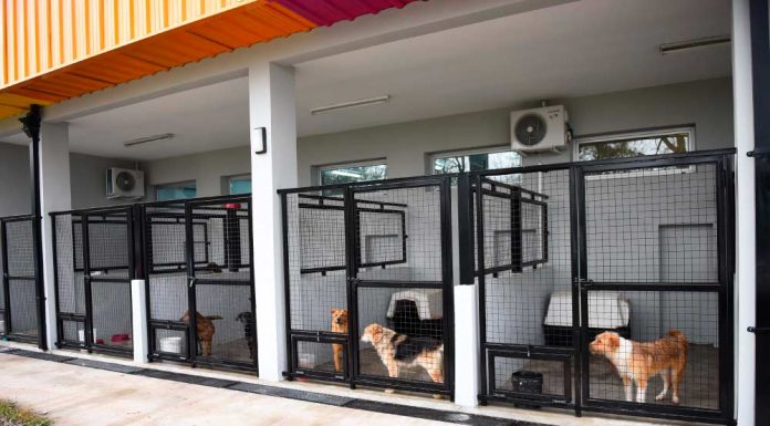 El gobierno municipal continúa con la campaña “Adoptá tu mascota”