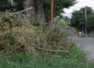 Continúan los trabajos de recolección de ramas