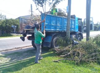 El Municipio informó el cronograma de recolección de ramas
