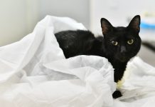 El Hospital Municipal de Zoonosis atendió más de 150 urgencias en el marco de la pandemia