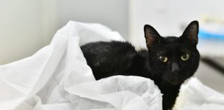 El Hospital Municipal de Zoonosis atendió más de 150 urgencias en el marco de la pandemia