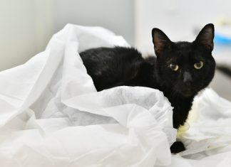 El Hospital Municipal de Zoonosis atendió más de 150 urgencias en el marco de la pandemia