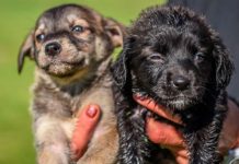 Hay 16 perros en adopción en el Centro Municipal de Zoonosis en Escobar