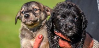 Hay 16 perros en adopción en el Centro Municipal de Zoonosis en Escobar