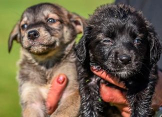 Hay 16 perros en adopción en el Centro Municipal de Zoonosis en Escobar