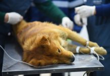 Zoonosis retoma las esterilizaciones programadas