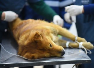 Zoonosis retoma las esterilizaciones programadas