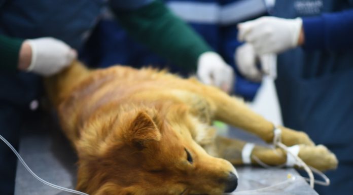 Zoonosis retomó el sistema de turnos online para castraciones