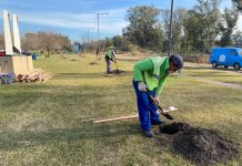 El Municipio avanza con un ambicioso Plan de Arbolado Urbano