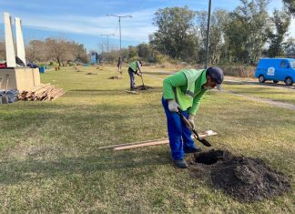 El Municipio avanza con un ambicioso Plan de Arbolado Urbano
