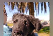 La campaña municipal #AdoptáNoCompres llegó a las 100 adopciones de mascotas