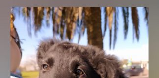 La campaña municipal #AdoptáNoCompres llegó a las 100 adopciones de mascotas