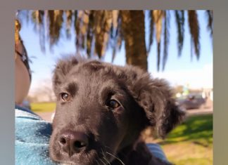 La campaña municipal #AdoptáNoCompres llegó a las 100 adopciones de mascotas