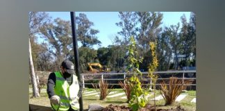 Escobar Sostenible: Trasplantaron árboles nativos del recreo Puente La Arenera
