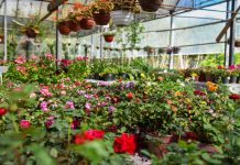 Por primera vez en la historia, la Fiesta Nacional de la Flor será bajo modalidad virtual